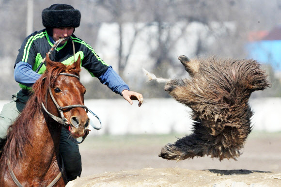 17일(현지시간) 키르기스스탄의 수도 비슈케크에서 ‘콕보루’(Kok-Boru)라고 불리기도 하는 중앙아시아 전통 스포츠 부즈카시(Buzkashi)가 진행되고 있다. 부즈카시는 말 위에 올라탄 선수들은 양가죽 더미를 우물 안으로 넣어 점수를 획득하는 게임이다. ⓒAFPBBNews=News1