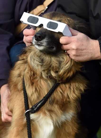 20일(현지시간) 영국 잉글랜드 북서쪽 리버풀의 피어 헤드에서 한 시민이 반려견에게 보호 안경을 씌우고 부분 개기일식을 보여주고 있다. ⓒAFPBBNews=News1