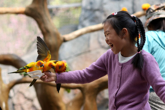 21일(현지시간) 중국 윈난성의 쿤밍 동물원에서 한 소녀가 앵무새들에게 모이를 주고 있다.  ⓒAFPBBNews=News1