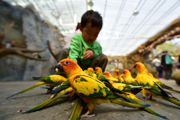 21일(현지시간) 중국 윈난성의 쿤밍 동물원에서 한 소년이 앵무새들에게 모이를 주고 있다.  ⓒAFPBBNews=News1