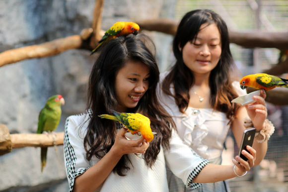 21일(현지시간) 중국 윈난성의 쿤밍 동물원에서 소녀들이 앵무새와 함께 셀카를 찍고 있다.  ⓒAFPBBNews=News1