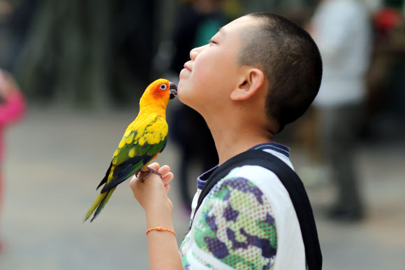 21일(현지시간) 중국 윈난성의 쿤밍 동물원에서 한 소년이 앵무새와 교감을 나누고 있다.  ⓒAFPBBNews=News1