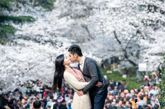 21일(현지시간) 벚꽃이 흐드러지게 핀 중국 후베이성의 우한에 수만 명의 방문객이 찾아온 가운데 한 커플이 키스를 나누며 봄을 느끼고 있다.  ⓒAFPBBNews=News1