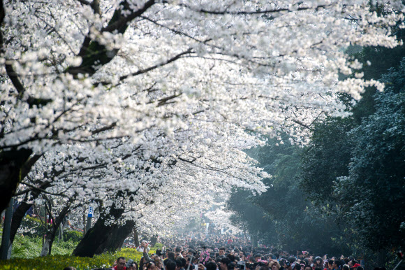 21일(현지시간) 벚꽃이 흐드러지게 핀 중국 후베이성의 우한에 수만 명의 방문객이 찾아왔다. ⓒAFPBBNews=News1