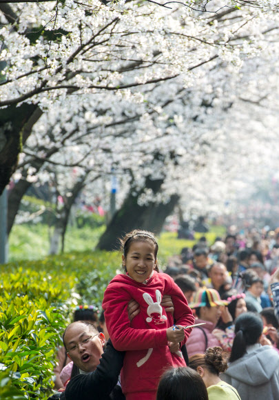 21일(현지시간) 벚꽃이 흐드러지게 핀 중국 후베이성의 우한에 수만 명의 방문객이 찾아온 가운데 한 남성이 소녀를 번쩍 들어 벚꽃구경을 시키고 있다.  ⓒAFPBBNews=News1