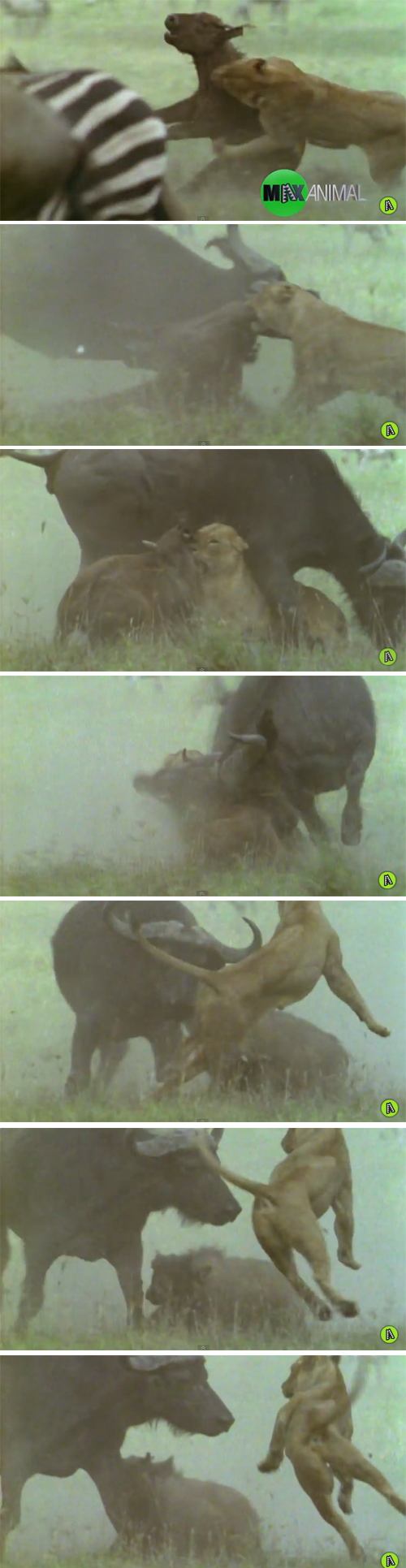 사자의 공격으로부터 새끼를 지켜내는 물소(버팔로) 사진출처: 유튜브 영상(@MaxAnimal) 캡처