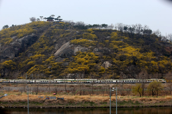 노랗게 물들어가는 서울