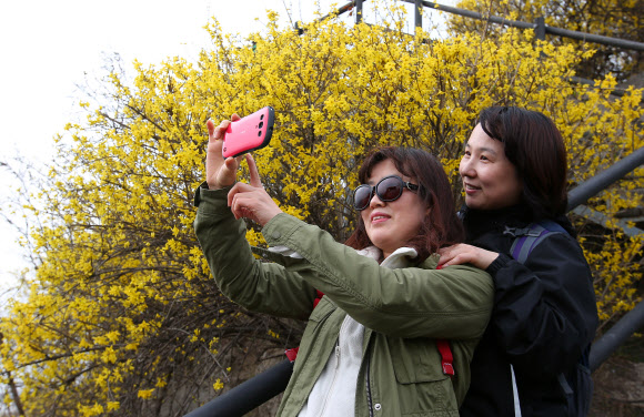 ’개나리와 함께’