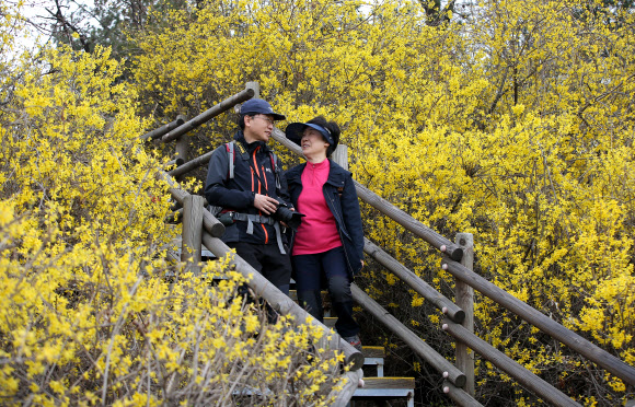 ’개나리 사이에서’