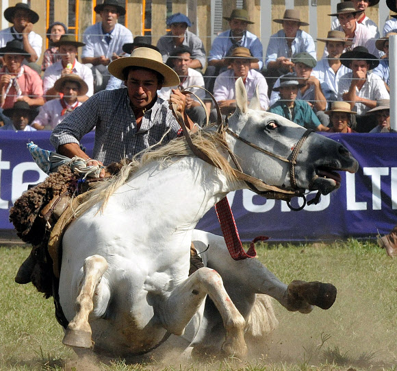 29일(현지시간) 우루과이 몬테비데오에서 크레올레 주간(부활절 바로 전 성주간)을 맞아 기수가 로데오 경기를 펼치고 있다. ⓒAFPBBNews=News1