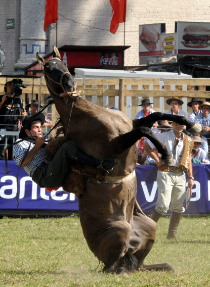 29일(현지시간) 우루과이 몬테비데오에서 크레올레 주간(부활절 바로 전 성주간)을 맞아 기수가 로데오 경기를 펼치고 있다. ⓒAFPBBNews=News1