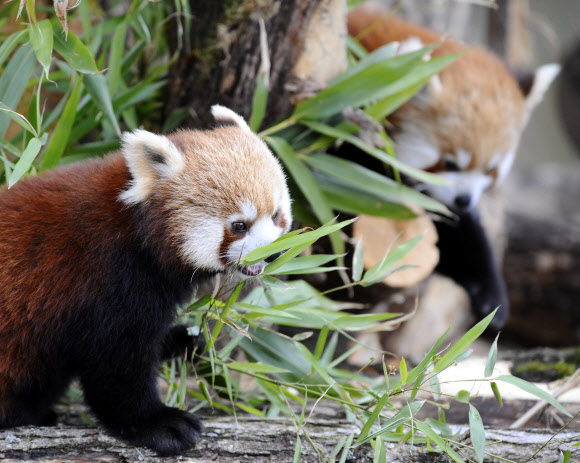 4월 1일(현지시간) 프랑스 로드스의 생트 크루아 동물원에서 너구리 판다 한 마리가 대중들에게 처음으로 공개되었다. 너구리 판다는 대나무를 신기한 듯 냄새를 맡고 맛을 보는 등 귀여운 행동으로 대중들의 이목을 사로잡았다. ⓒAFPBBNews=News1