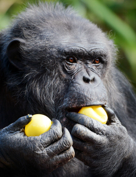 부활절인 5일(현지시간) 프랑스 라플레쉬의 한 동물원에서 침팬지 한 마리가 플라스틱 계란 통을 열고 그 안에 있던 간식을 먹고 있다. ⓒAFPBBNews=News1