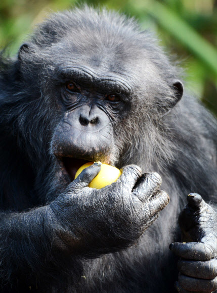 부활절인 5일(현지시간) 프랑스 라플레쉬의 한 동물원에서 침팬지 한 마리가 플라스틱 계란 통에 들어 있던 간식을 먹고 있다. ⓒAFPBBNews=News1