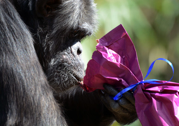 부활절인 5일(현지시간) 프랑스 라플레쉬의 한 동물원에서 침팬지 한 마리가 플라스틱 계란 통에 들어 있던 간식을 먹고 있다. ⓒAFPBBNews=News1