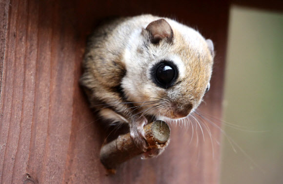 국립공원관리공단 속리산사무소가 공원 안 나무 위에 설치한 인공둥지에서 살포시 얼굴을 내민 하늘다람쥐의 앙증맞은 모습이 7일 카메라에 잡혔다. 천연기념물 제328호인 하늘다람쥐는 멸종위기 야생동물 2급으로 지정돼 있다.2015.4.7 속리산사무소 제공