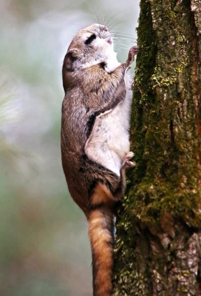 속리산국립공원에서 7일 눈을 감은 채 나무에 달라붙어 있는 하늘다람쥐의 모습이 카메라에 잡혔다. 속리산의 깃대종인 하늘다람쥐는 천연기념물 제328호면서 멸종위기 야생동물 2급으로 지정돼 있다.2015.4.7 속리산사무소 제공