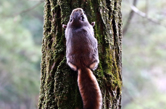 속리산국립공원에서 7일 나무를 기어오르는 하늘다람쥐의 뒷모습이 카메라에 잡혔다. 속리산의 깃대종인 하늘다람쥐는 천연기념물 제328호면서 멸종위기 야생동물 2급으로 지정돼 있다.2015.4.7 속리산사무소 제공