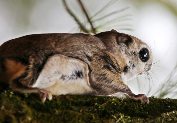 속리산국립공원에서 7일 앙증맞은 하늘다람쥐의 모습이 카메라에 잡혔다. 몸통에 붙은 비막(바람을 이용해 날기 위한 막)이 선명하다. 속리산의 깃대종인 하늘다람쥐는 천연기념물 제328호면서 멸종위기 야생동물 2급으로 지정돼 있다.2015.4.7 속리산사무소 제공