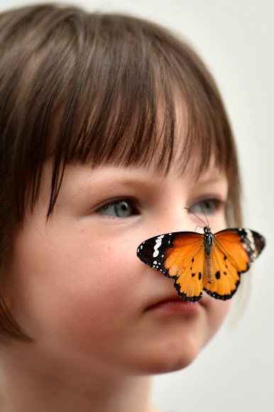 소녀와 호랑나비