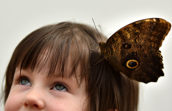 소녀와 올빼미 나비(Owl Butterlfly)