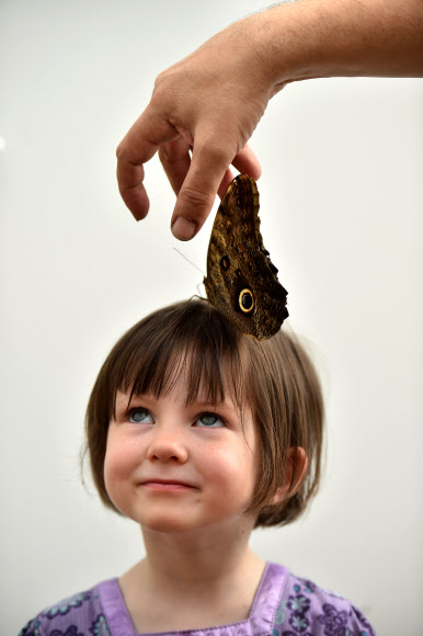 소녀와 올빼미 나비(Owl butterfly)