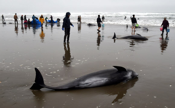 10일 일본 도쿄 북동쪽 호코타 해변에서 해안가로 떠밀려 온 고양이고래들을 살리기 위해 사람들이 고군분투하고 있다. AFP=연합