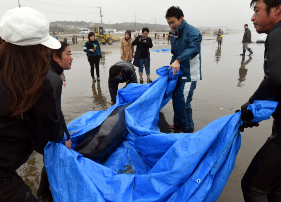10일 일본 도쿄 북동쪽 호코타 해변에서 해안가로 떠밀려 온 고양이고래들을 살리기 위해 사람들이 고군분투하고 있다. AFP=연합