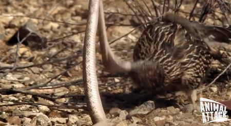 방울뱀 바닥에 몇 번 패대기 치는 로드러너 사진출처: 유튜브 영상 캡처