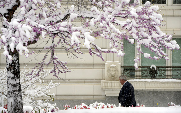 15일(현지시간) 꽃샘 추위가 찾아온 미국 유타주 솔트레이크시티의 템플 스퀘어에서 꽃나무에 눈이 소박히 쌓여 있다. 솔트레이크시티는 기록상 지난 겨울에 눈이 가장 적게 내렸다. AP/뉴시스