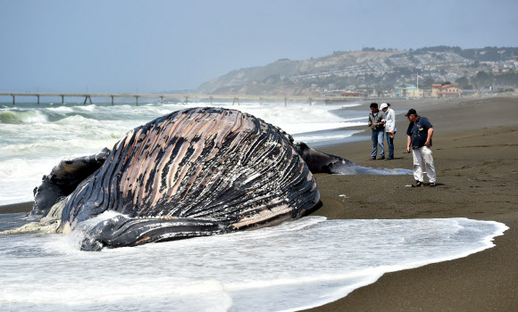5일(현지시간) 미국 캘리포니아 주 퍼시피카에서 해변가로 밀려 온 혹등고래의 사체 곁으로 한 남성이 관심을 보이고 있다. 이는 5월 달에만 벌써 두 번째 발생하는 일이다.  ⓒAFPBBNews=News1