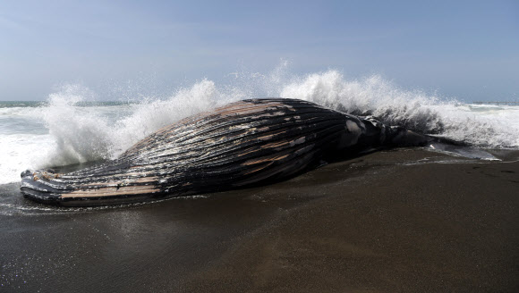 혹등고래 사체