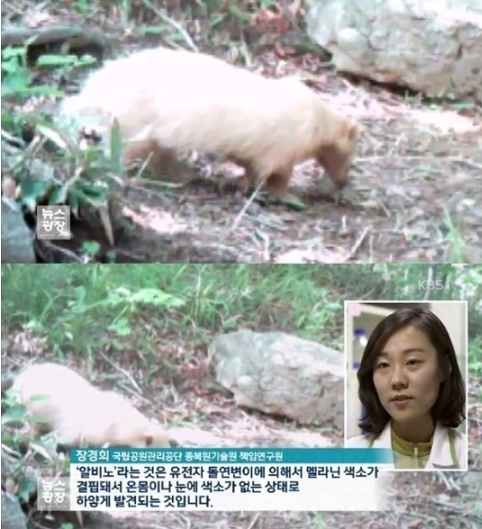 알비노 동물 발견/ KBS