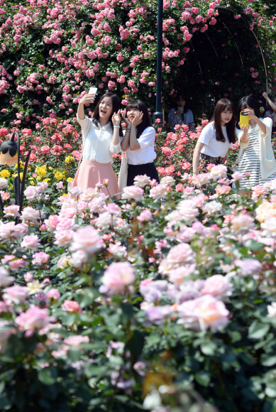 25일 서울 방이동 올림픽공원에 국산장미로 조성된 장미정원을 찾은 시민들이 장미를 배경으로 사진을 찍고 있다. 5. 25. 박윤슬 seul@seoul.co.kr