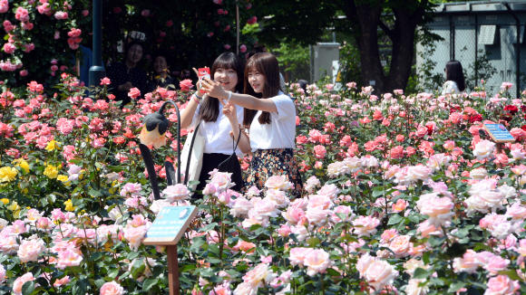 25일 서울 방이동 올림픽공원에 국산장미로 조성된 장미정원을 찾은 시민들이 장미를 배경으로 사진을 찍고 있다. 5. 25. 박윤슬 seul@seoul.co.kr