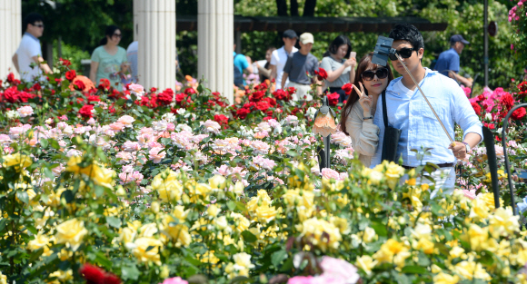 25일 서울 방이동 올림픽공원에 국산장미로 조성된 장미정원을 찾은 시민들이 장미를 배경으로 사진을 찍고 있다. 5. 25. 박윤슬 seul@seoul.co.kr