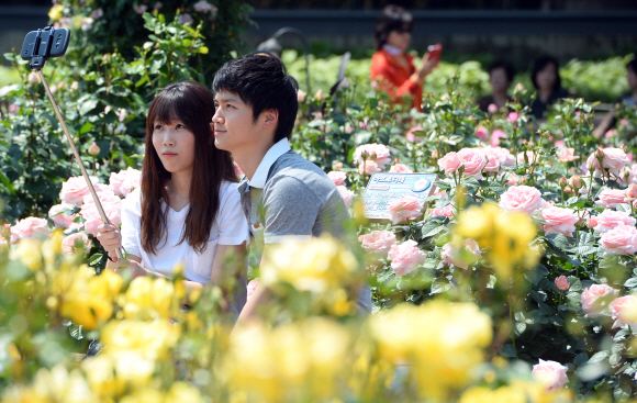 25일 서울 방이동 올림픽공원에 국산장미로 조성된 장미정원을 찾은 시민들이 장미를 배경으로 사진을 찍고 있다. 5. 25. 박윤슬 seul@seoul.co.kr