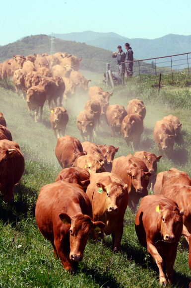 27일 오전 강원도 평창군 대관령면 농촌진흥청 국립축산과학원 한우연구소에서 겨우내 축사에서 생활하던 한우들이 올해 처음 방목장으로 옮겨지고 있다. 2015.05.27 강성남 선임기자 snk@seoul.co.kr