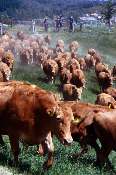 27일 오전 강원도 평창군 대관령면 농촌진흥청 국립축산과학원 한우연구소에서 겨우내 축사에서 생활하던 한우들이 올해 처음 방목장으로 옮겨지고 있다. 2015.05.27 강성남 선임기자 snk@seoul.co.kr