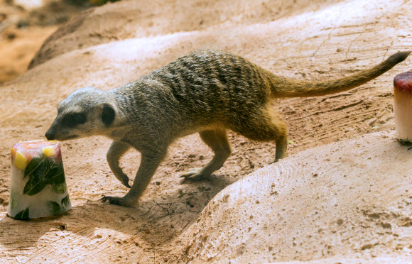 27일(현지시간) 이스라엘의 중부도시 라마트간의 동물원에서 수리카타 한 마리가 맛이 나는 얼음 한 조각을 베어 물고 있다. 이날 라마트간의 기온은 44도에 육박했다. ⓒ AFPBBNews=News1
