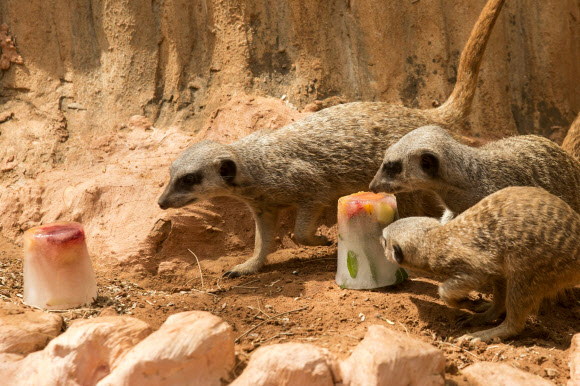 27일(현지시간) 이스라엘의 중부도시 라마트간의 동물원에서 수리카타들이 맛이 나는 얼음을 베어 물고 있다. 이날 라마트간의 기온은 44도에 육박했다. ⓒ AFPBBNews=News1