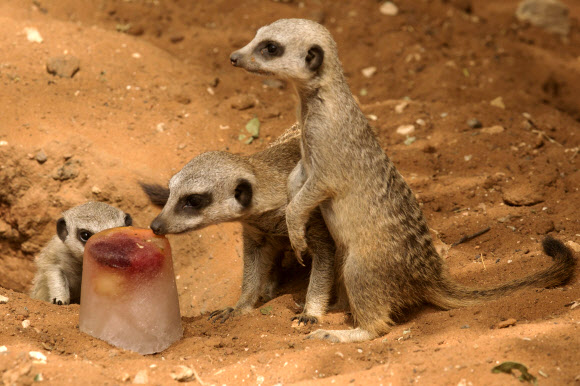 27일(현지시간) 이스라엘의 중부도시 라마트간의 동물원에서 수리카타들이 맛이 나는 얼음을 베어 물고 있다. 이날 라마트간의 기온은 44도에 육박했다. ⓒ AFPBBNews=News1