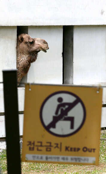 중동호흡기증후군(메르스) 공포가 퍼지면서 2일 오후 과천 서울대공원 동물원의 낙타가 내실(內室)에 격리돼있다. 동물원 관계자는 “서울대공원 동물원의 낙타는 여기서 태어나 여기서 자랐기 때문에 메르스 감염과는 무관하다고 보고 있다”면서도 “그러나 사회 이슈가 되는 만큼 관람객들이 안심하고 관람할 수 있도록 검증을 받는 게 좋겠다고 생각해 보건환경연구원에 메르스 감염 검사를 의뢰하기로 했다”고 설명했다. 2015.6.2/ 연합뉴스