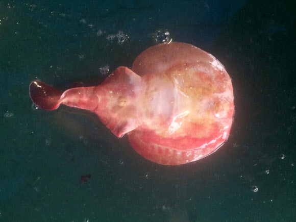 한국수산자원관리공단(FIRA)은 서해안에서 특이해양생물인 전기가오리가 서해 흑산도 부근 해상에서 포획돼 지난 1일 안면도 백사장 위판장에 위판된 것을 확인했다고 2일 밝혔다. 사진은 서해 흑산도 부근에서 잡힌 전기가오리. 2015.6.2/ 연합뉴스