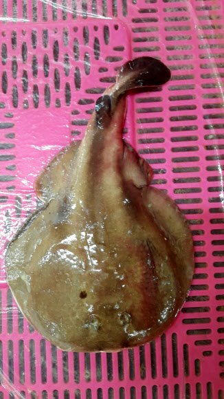 한국수산자원관리공단(FIRA)은 서해안에서 특이해양생물인 전기가오리가 서해 흑산도 부근 해상에서 포획돼 지난 1일 안면도 백사장 위판장에 위판된 것을 확인했다고 2일 밝혔다. 사진은 서해 흑산도 부근에서 잡힌 전기가오리./ 연합뉴스