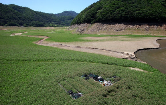 녹색 풀밭으로 변한 소양강