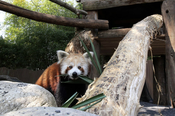 3일(현지시간) 이탈리아 토리노의 동물원 ‘줌 토리노(Zoom Torino)’에서 생활하고 있는 레서판다의 모습. 지난달 두 마리의 레서판다가 영국 켄트 포트림 야생동물원(Port Lympne Wild Animal Park)에서 이곳으로 보금자리를 옮겼다. ⓒ AFPBBNews=News1