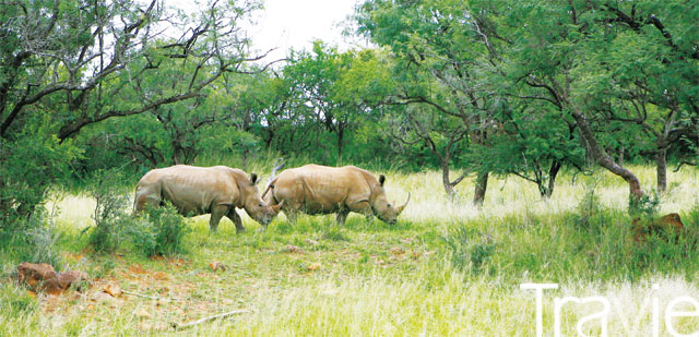 운이 좋았다. 나미티 게임 리저브로 사파리를 갔다가 매우 가까운 거리에서 코뿔소와 만났다