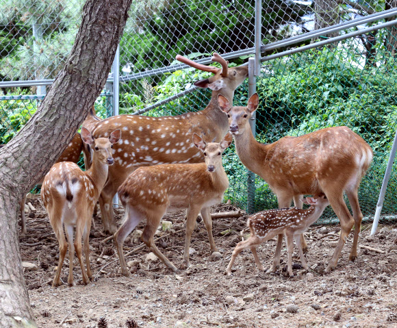 지난 18일 새벽 부산에 있는 한국해양대 캠퍼스 사육장에서 태어난 새끼 꽃사슴이 어미의 젖을 먹고 있다. 박한일 총장이 2013년 10월 기증한 꽃사슴 6마리(수컷 1마리, 암컷 5마리) 사이에서 태어났다. 2015.6.19 << 한국해양대 >>/ 연합뉴스