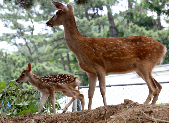 지난 18일 새벽 부산에 있는 한국해양대 캠퍼스 사육장에서 태어난 새끼 꽃사슴이 어미와 함께 거닐고 있다. 박한일 총장이 2013년 10월 기증한 꽃사슴 6마리(수컷 1마리, 암컷 5마리) 사이에서 태어났다. 2015.6.19 << 한국해양대 >>/ 연합뉴스